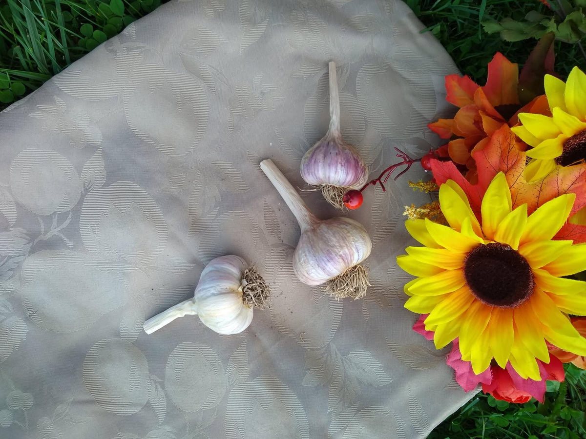 Rose de Lautrec Gourmet Hardneck Culinary Garlic (Medium)