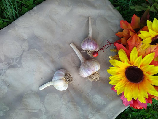 Rose de Lautrec Gourmet Hardneck Culinary Garlic (Medium)
