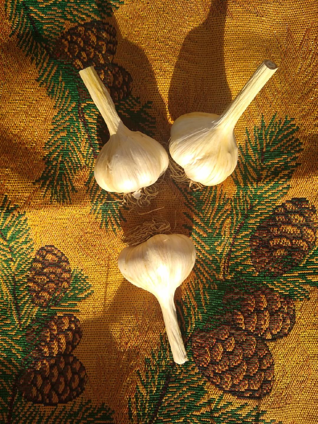 Gourmet Hardneck Culinary Garlic Sampler (Small)