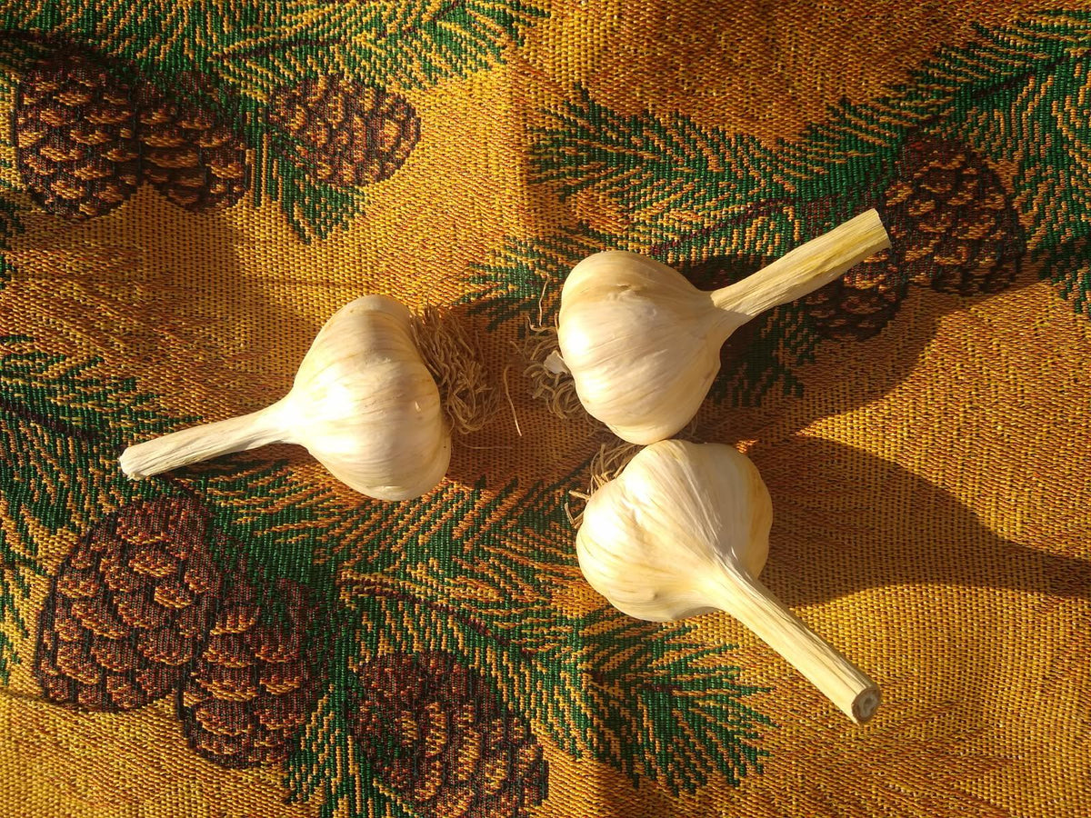 Montana One-Hundred Year Gourmet Hardneck Culinary Garlic (Small)