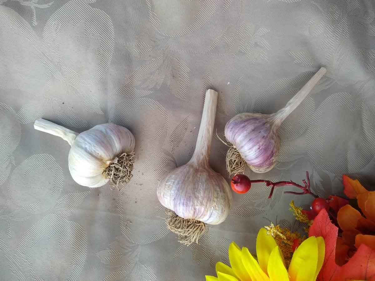 Rose de Lautrec Gourmet Hardneck Culinary Garlic (Petite)