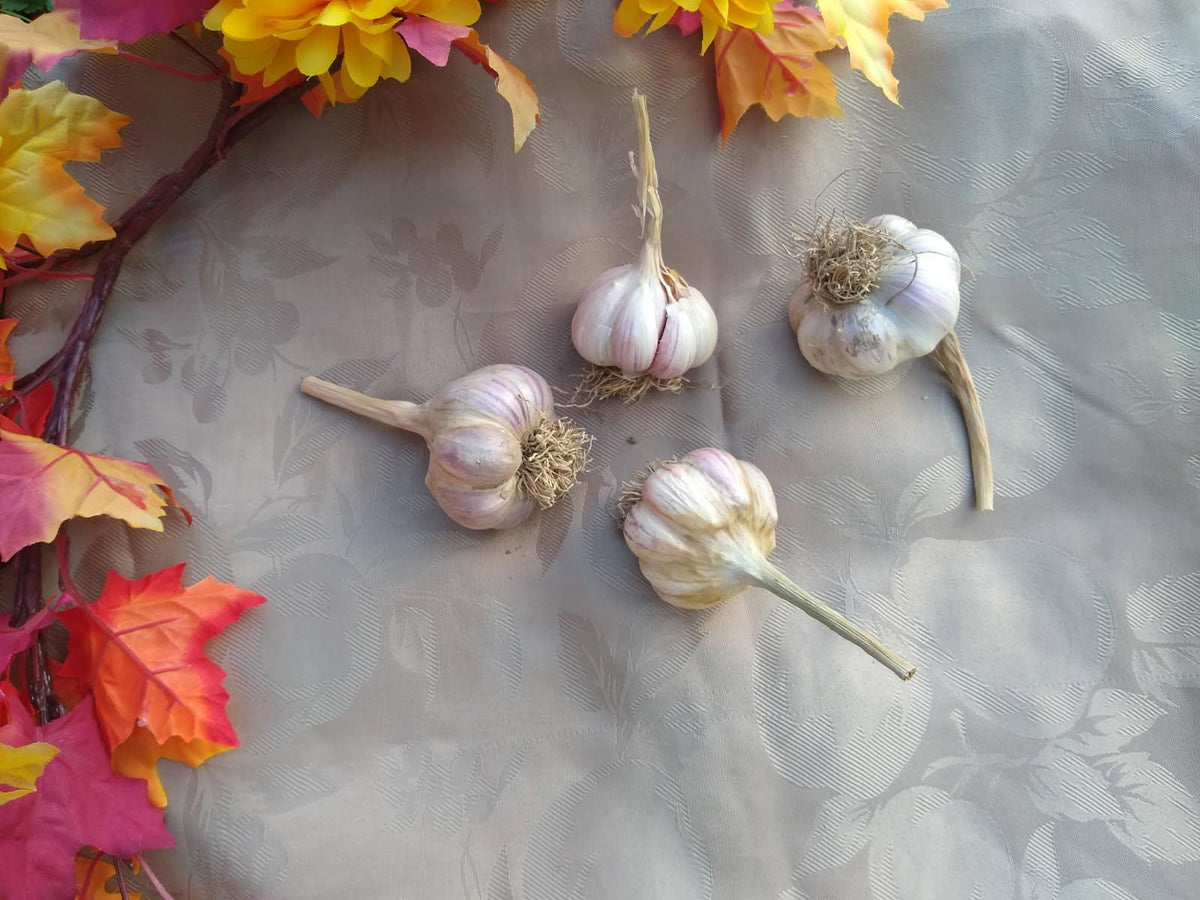 Red Rezin Gourmet Hardneck Culinary Garlic (Medium)